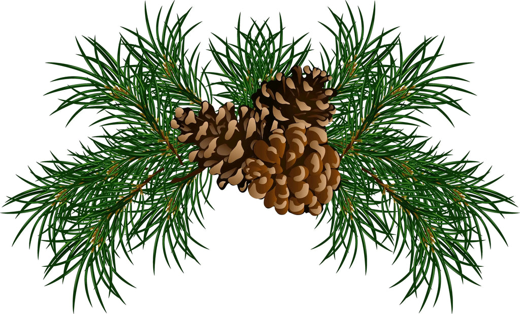 Essential Oil -Scots Pine (Pinus Sylvestris) 500 ml