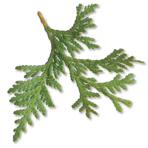 Essential Oil - Thuja Canada (Thuja Occidentalis) 500 ml