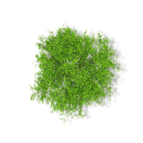 Essential Oil - Camphor (Cinnamomum Camphora) 500 ml