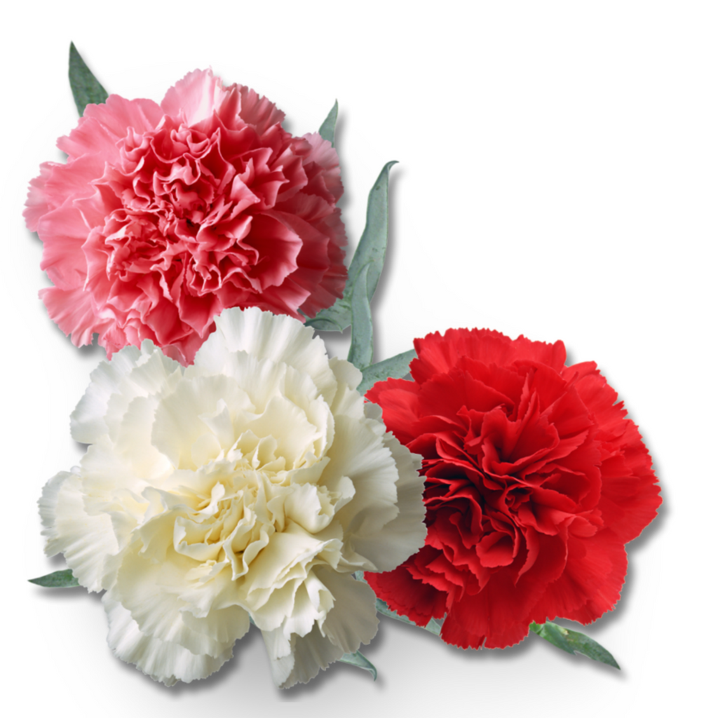 Essential Oil -Carnation Absolute (Dianthus Caryophyllus)