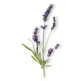 Essential Oil - Lavandin Super (Lavandula x Intermedia Super)