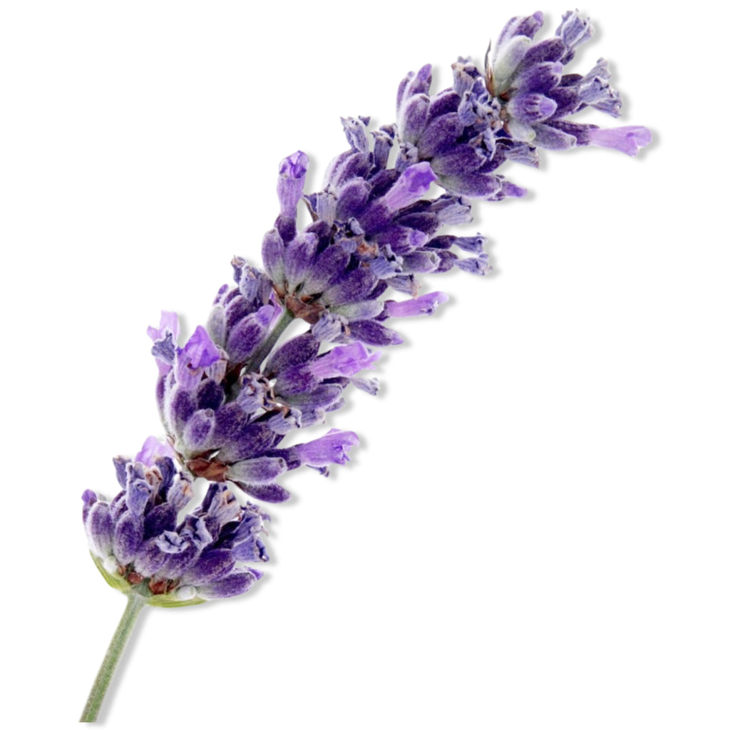 Essential Oil -Lavender Spike (Lavandula Latifolia)