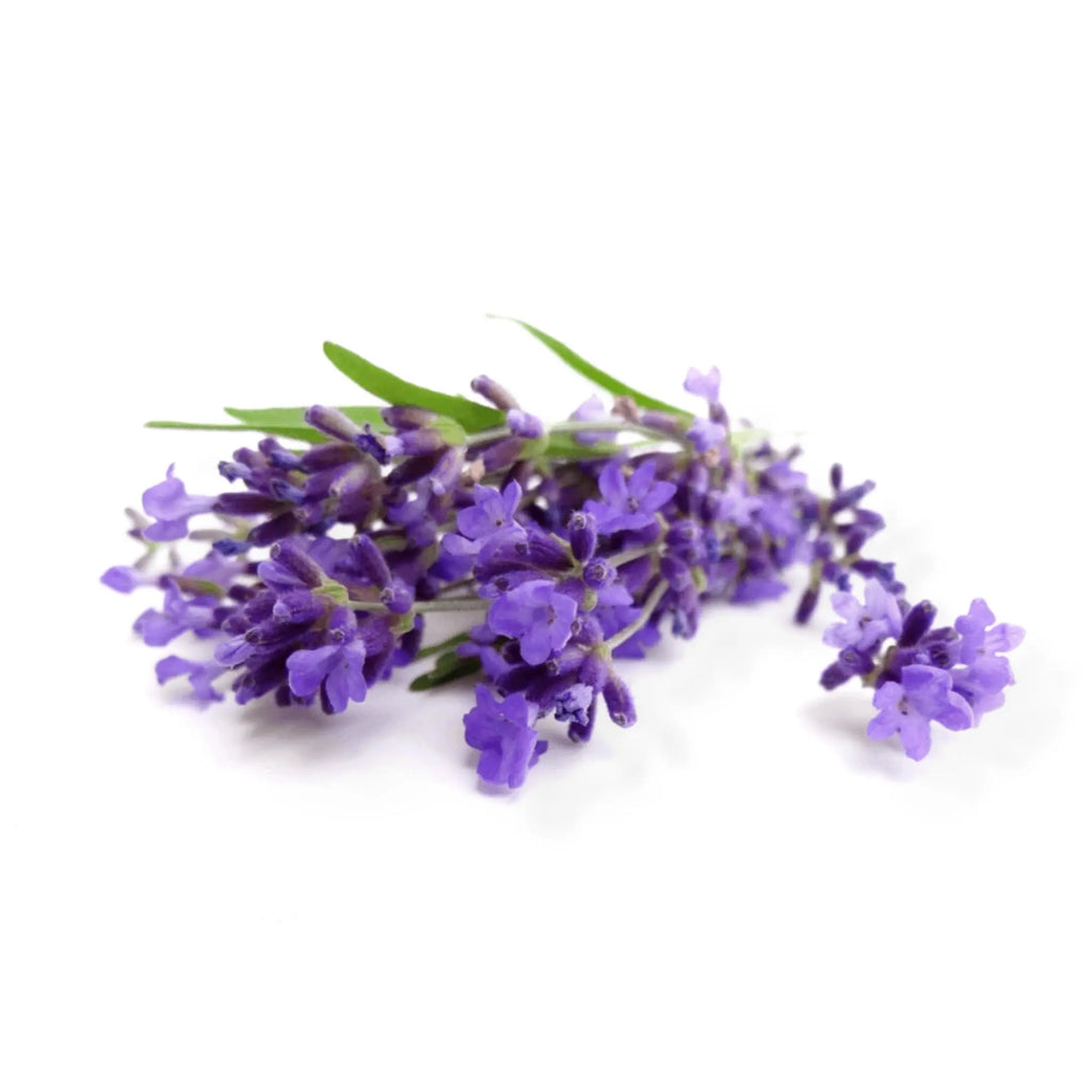 Essential Oil -Lavender Vera (Lavandula Angustifolia)
