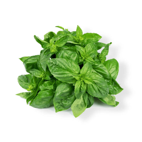 Essential Oil - Marjoram (Thymus Mastichina)