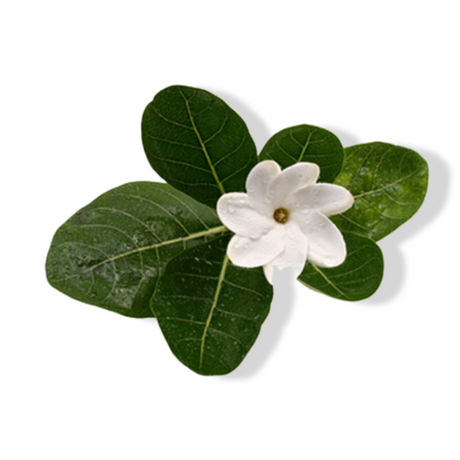 Essential Oil - Monoi de Tahiti (Gardenia Taitensis)