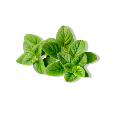 Essential Oil - Oregano (Origanum Vulgare) 500 ml