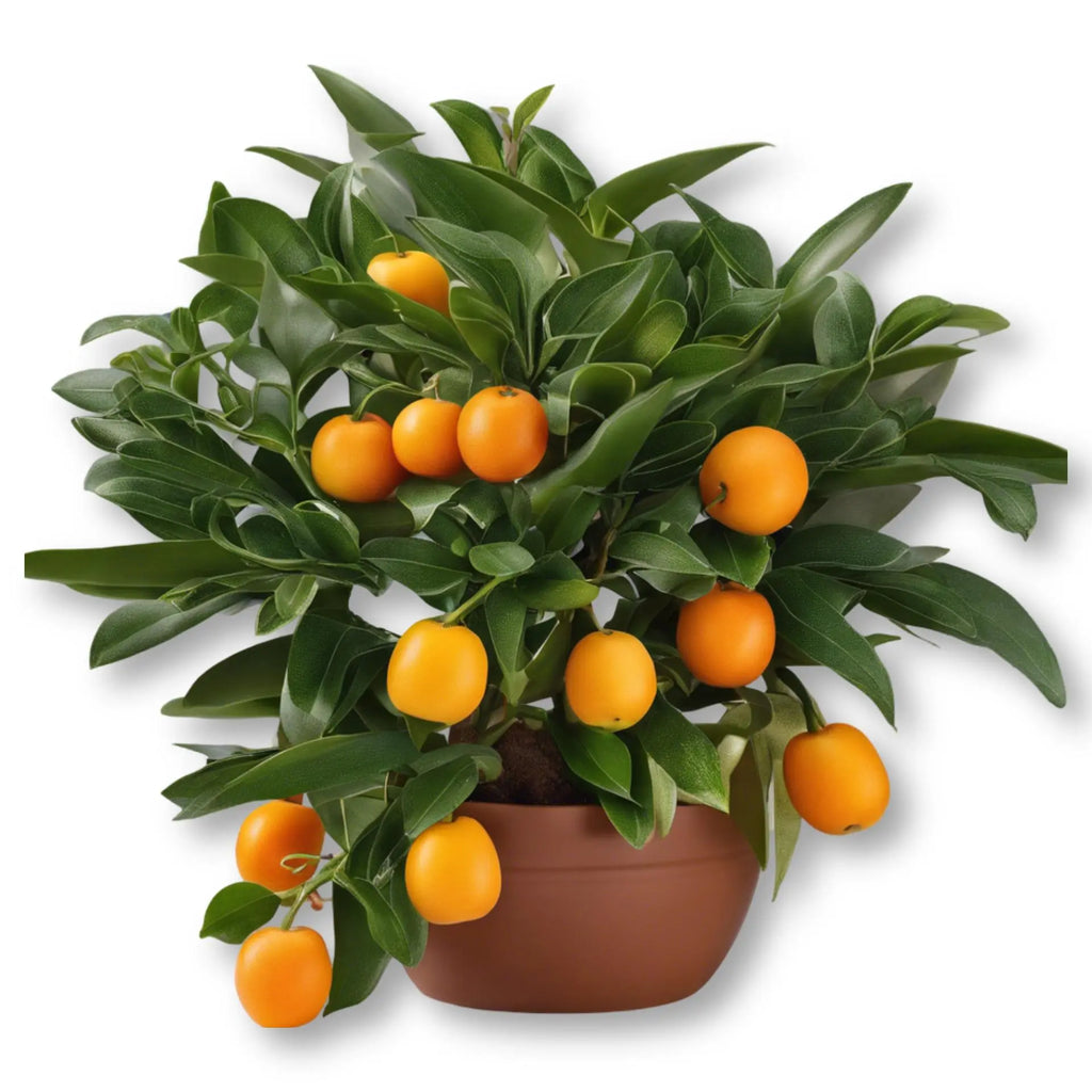 Essential Oil -Petitgrain (Citrus Aurantium L. Var Amara) -12ml