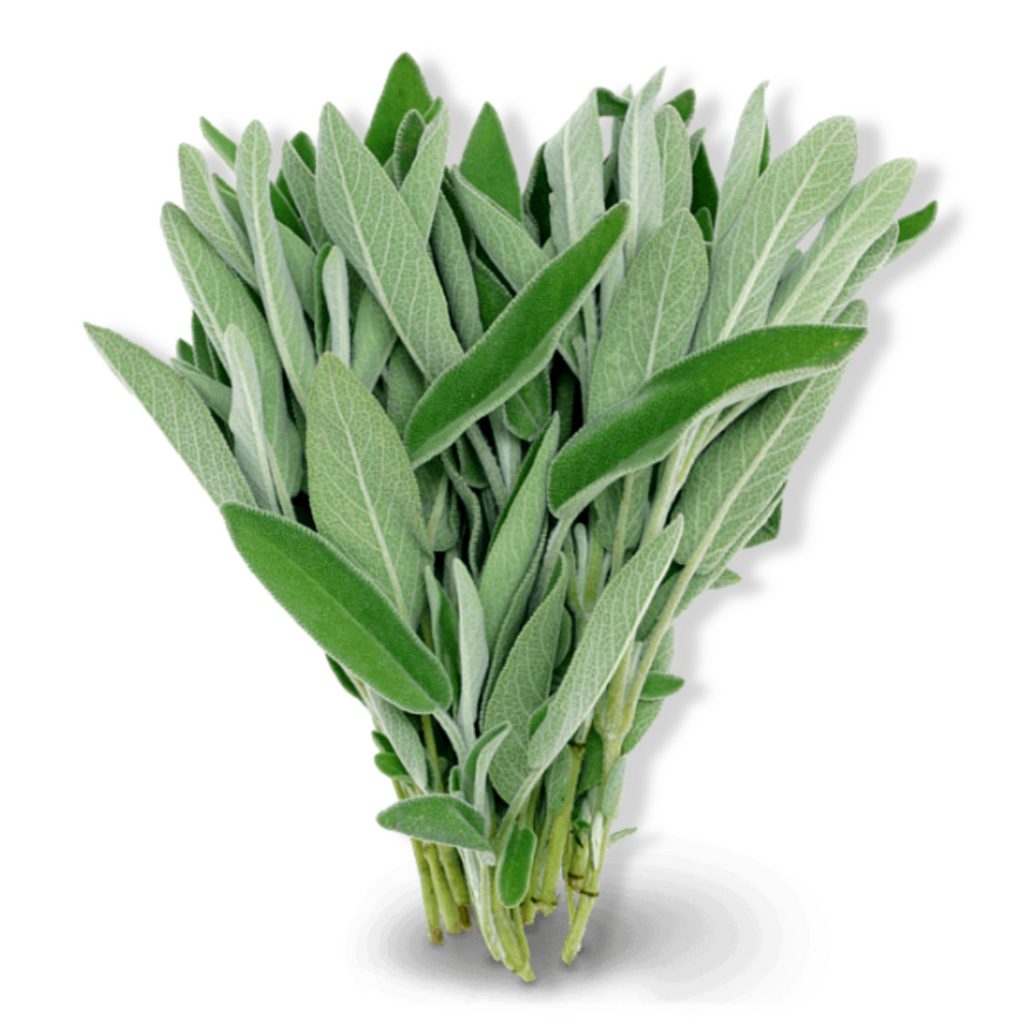Essential Oil -White Sage (Salvia Apiana)