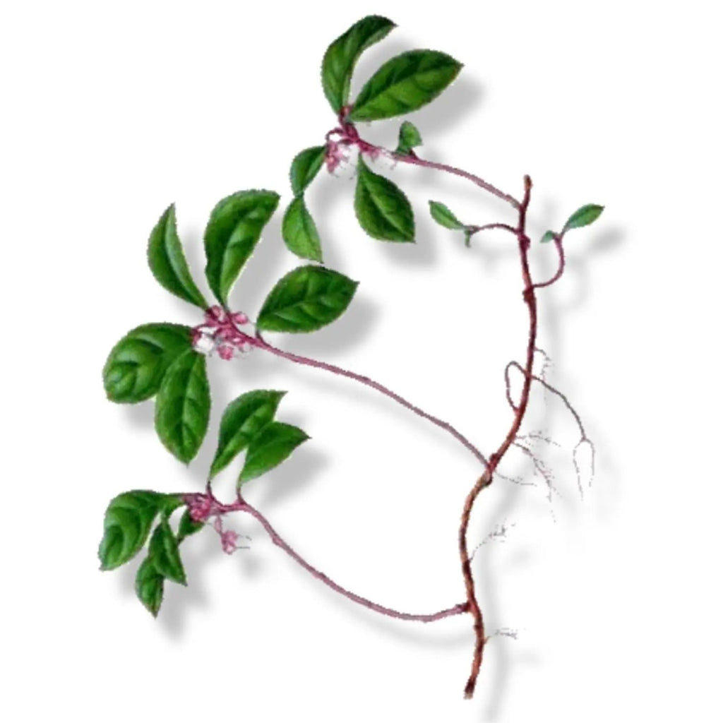 Essential Oil -Wintergreen (Gaultheria Procumbens)