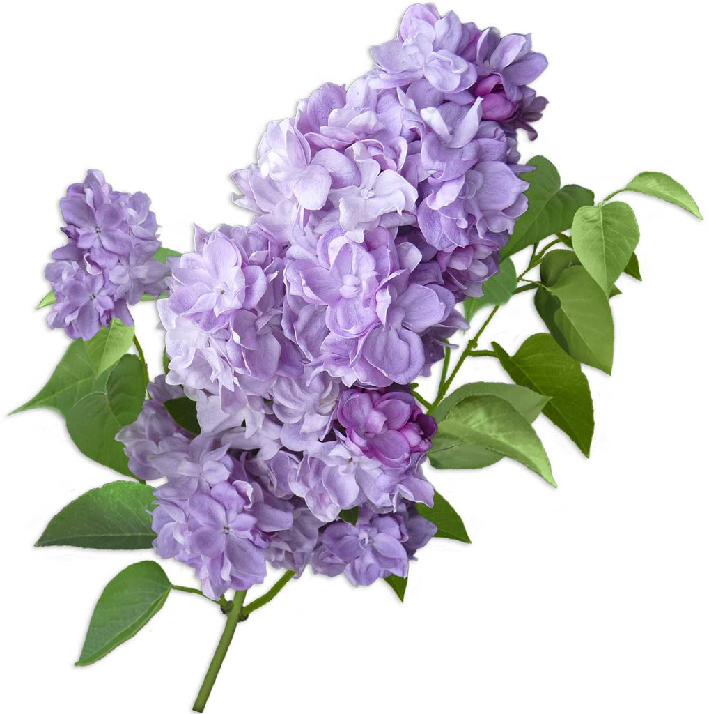 Fragrance Oil -Lilac 500 ml