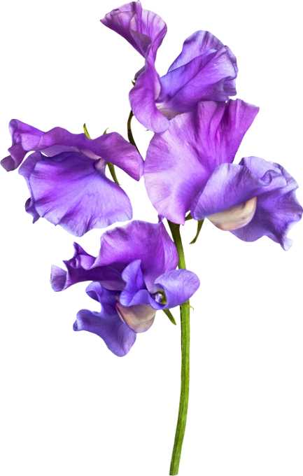 Fragrance Oil -Sweet Pea -Floral Scent -Aromes Evasions 
