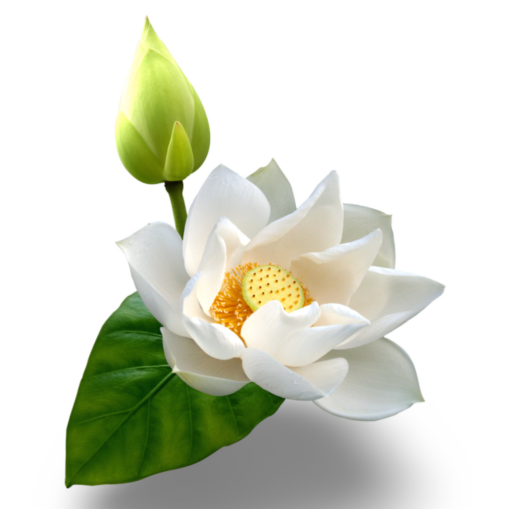 Fragrance Oil -Prestige Collection -Lotus Flower Bloom 500 ml