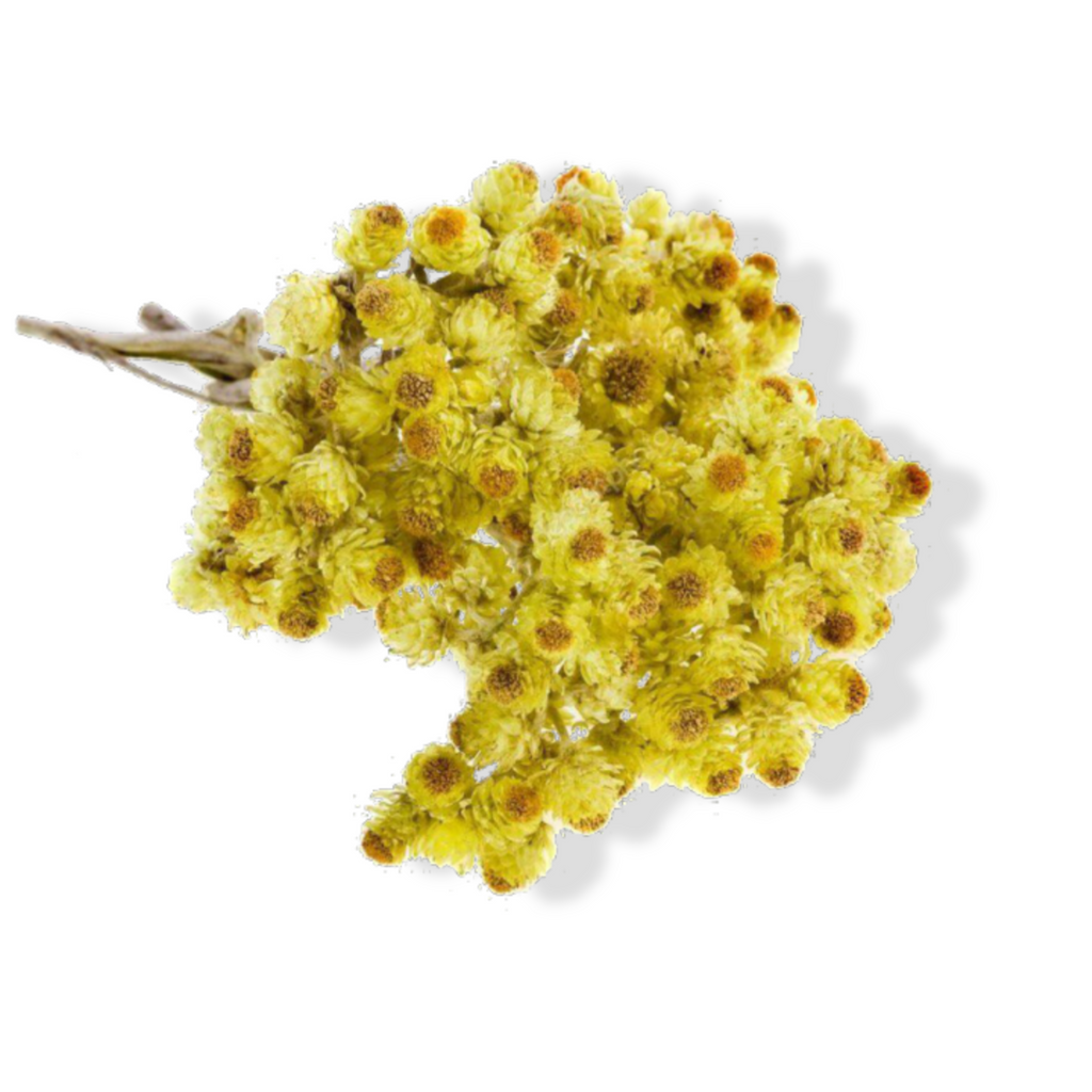 Essential Oil -Helichrysum/Immortelle (Helichrysum Italicum) 500 ml