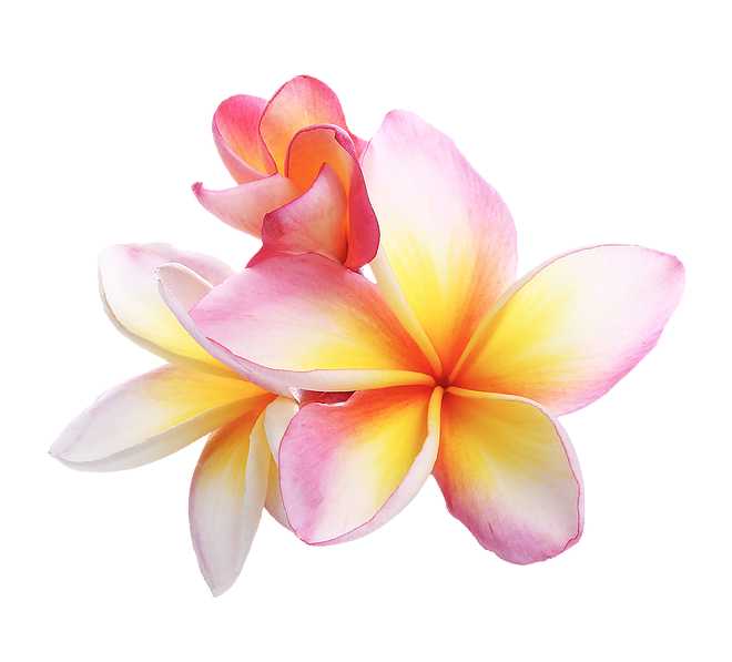 Incense Sticks - Frangipani - Pack of 10