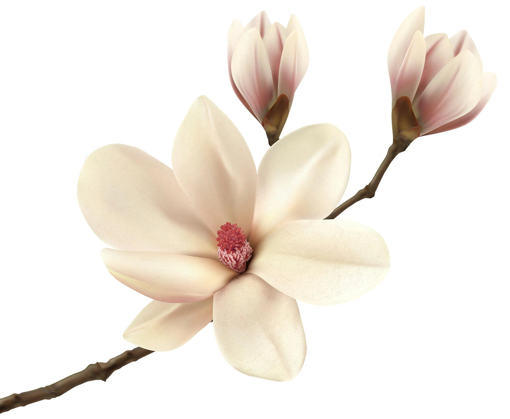 Incense Box -Magnolia -10 Sticks