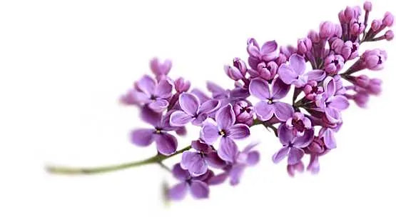 Room & Linen Mists -Lavender