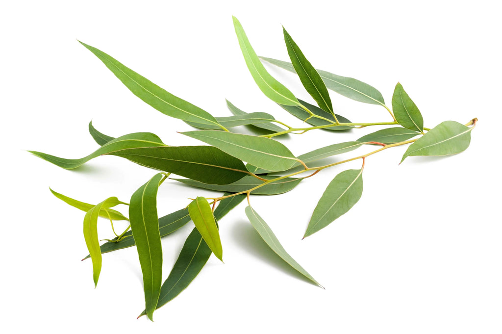 Room & Linen Mists -Pure Eucalyptus -Herbal Scent -Aromes Evasions 