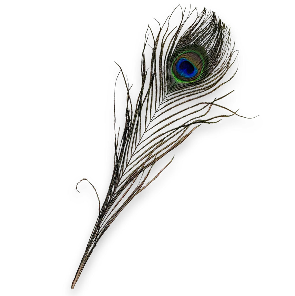 Smudging -Feather -Peacock