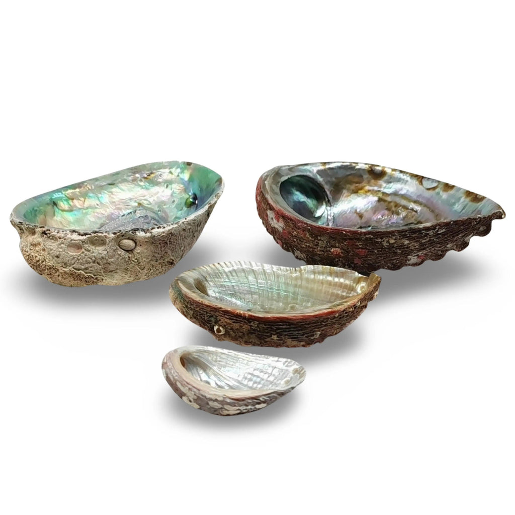 Smudging -Abalone Shell