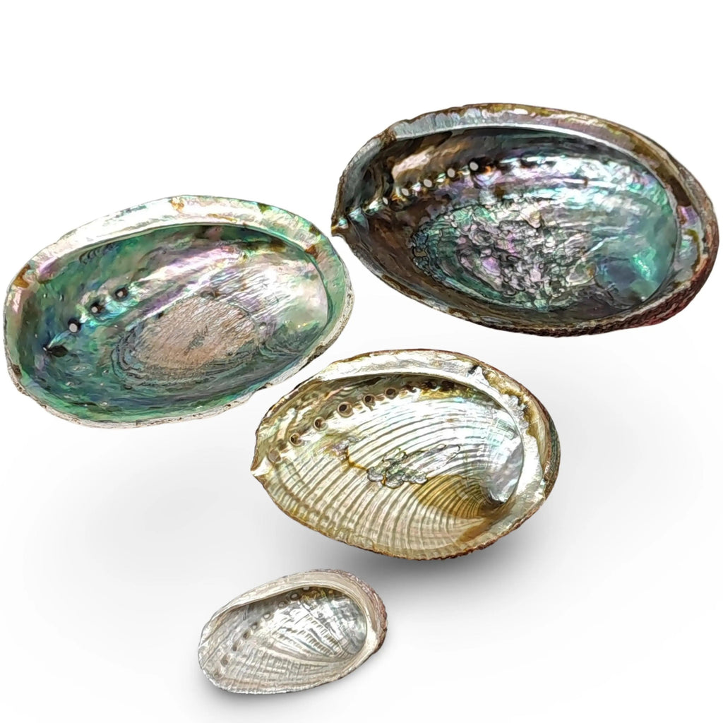 Smudging -Abalone Shell