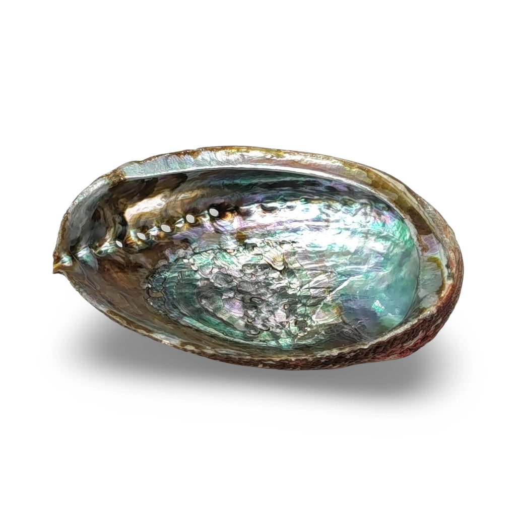 Smudging -Abalone Shell 6"