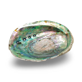 Smudging - Abalone Shell 5" - 6"