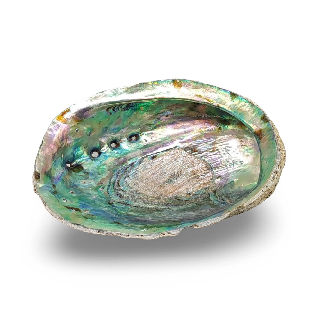 Smudging -Abalone Shell 5"