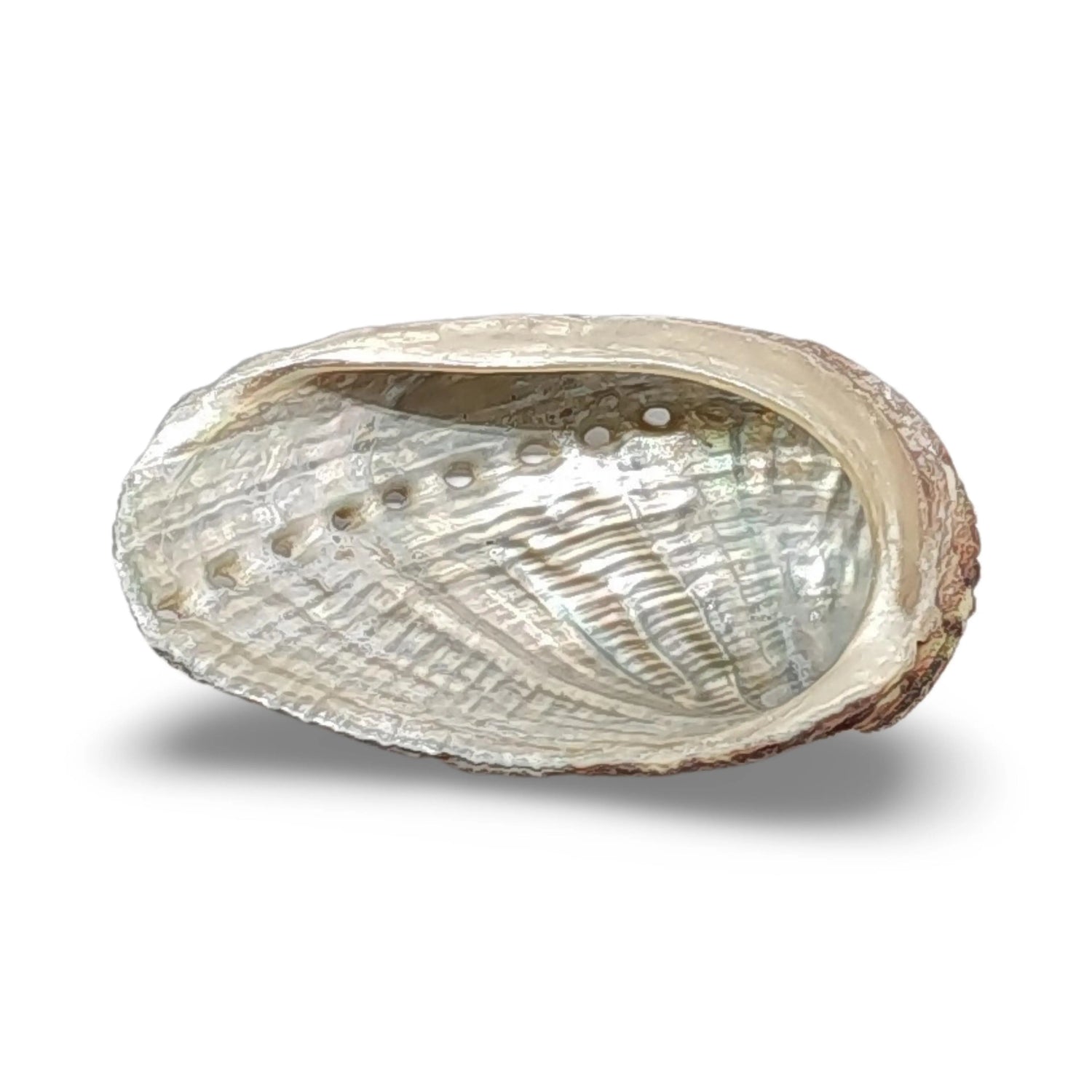 Smudging -Abalone Shell -Aromes Evasions – Arômes et Évasions