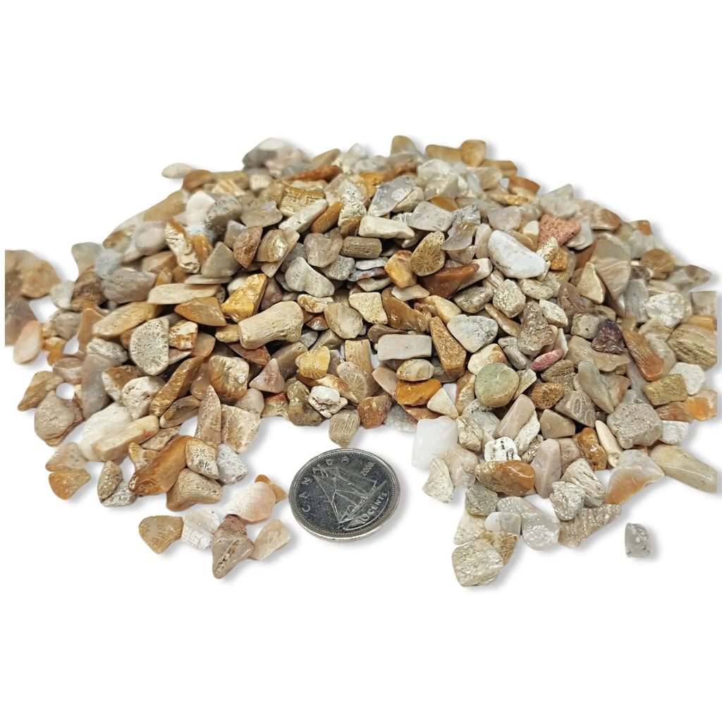 Stone -Rough Chips -Fossil Coral -6 to 8mm