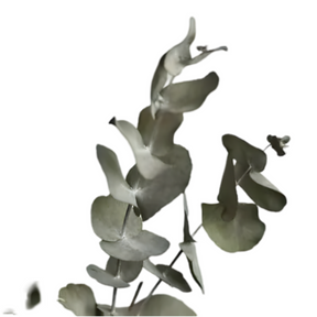 Fragrance Oil - Eucalyptus