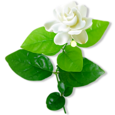 Fragrance Oil - Gardenia 500 ml