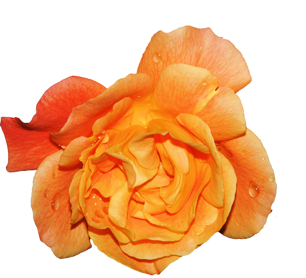 Fragrance Oil -Amber Rose