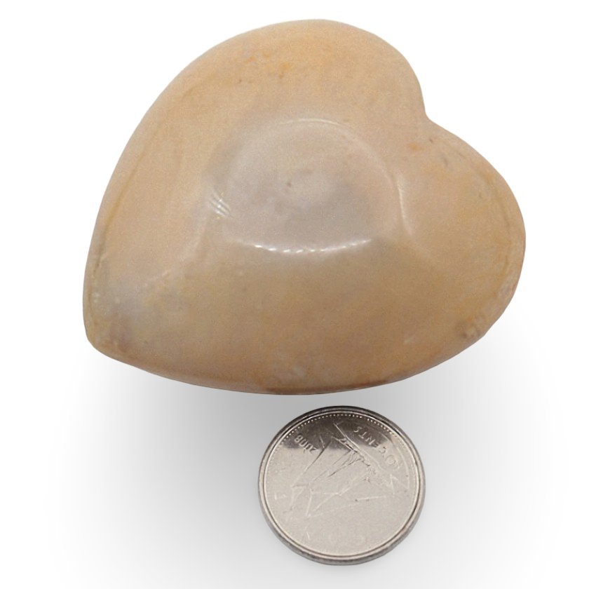 Stone - Fossil Coral - Heart Shape - Tumbled