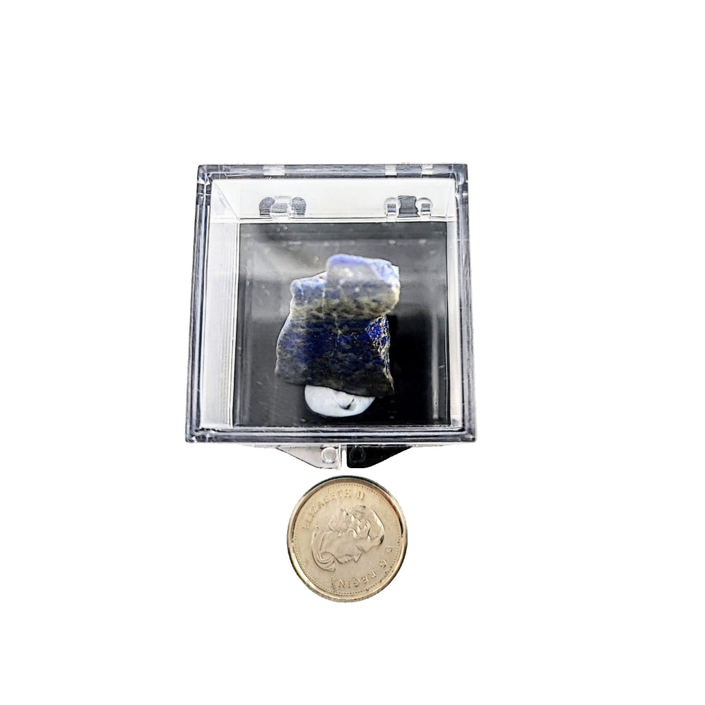 Collection Piece -Display Box -Lapis Lazuli -Rough -Afghanistan
