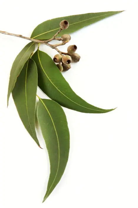 Essential Oil -Eucalyptus Lemon (Eucalyptus Citriodora) 500 ml
