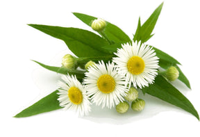 Essential Oil - Chamomile (Anthemis Nobilis L) 500 ml