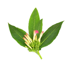 Fragrance Oil - Tobacco Leaves