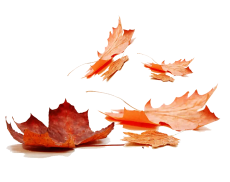 Fragrance Oil - Autumn Leaf 500 ml