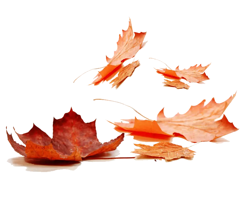 Fragrance Oil -Autumn Leaf
