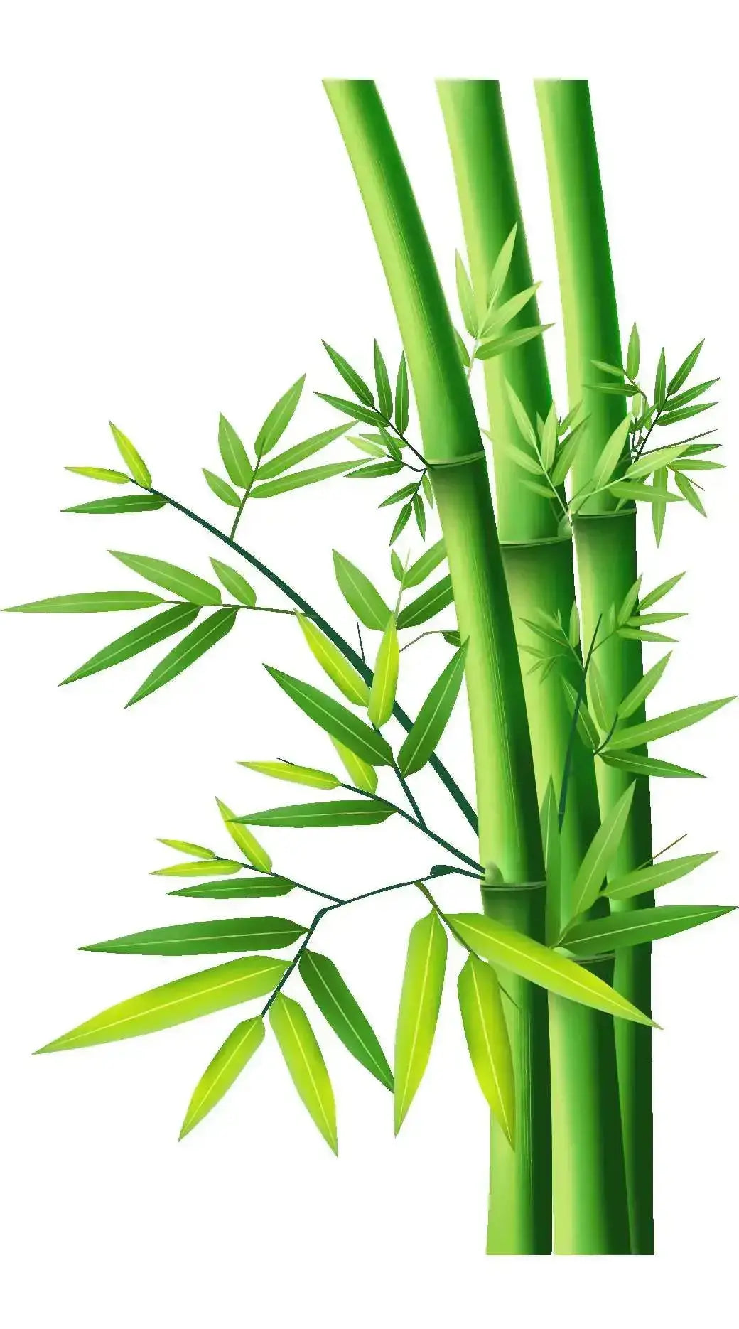 Fragrance Oil - Bamboo 500 ml