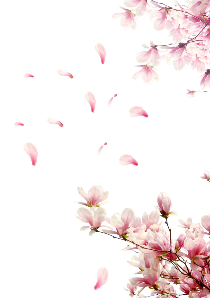 Fragrance Oil -Japanese Cherry Blossom