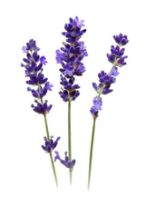 Fragrance Oil - Lavender 500 ml