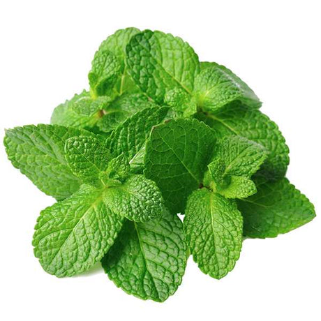 Fragrance Oil - Peppermint 500 ml