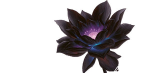 Incense Sticks - Black Magic - Pack of 10