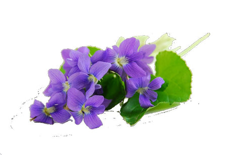 Incense Sticks - Violet - Pack of 10