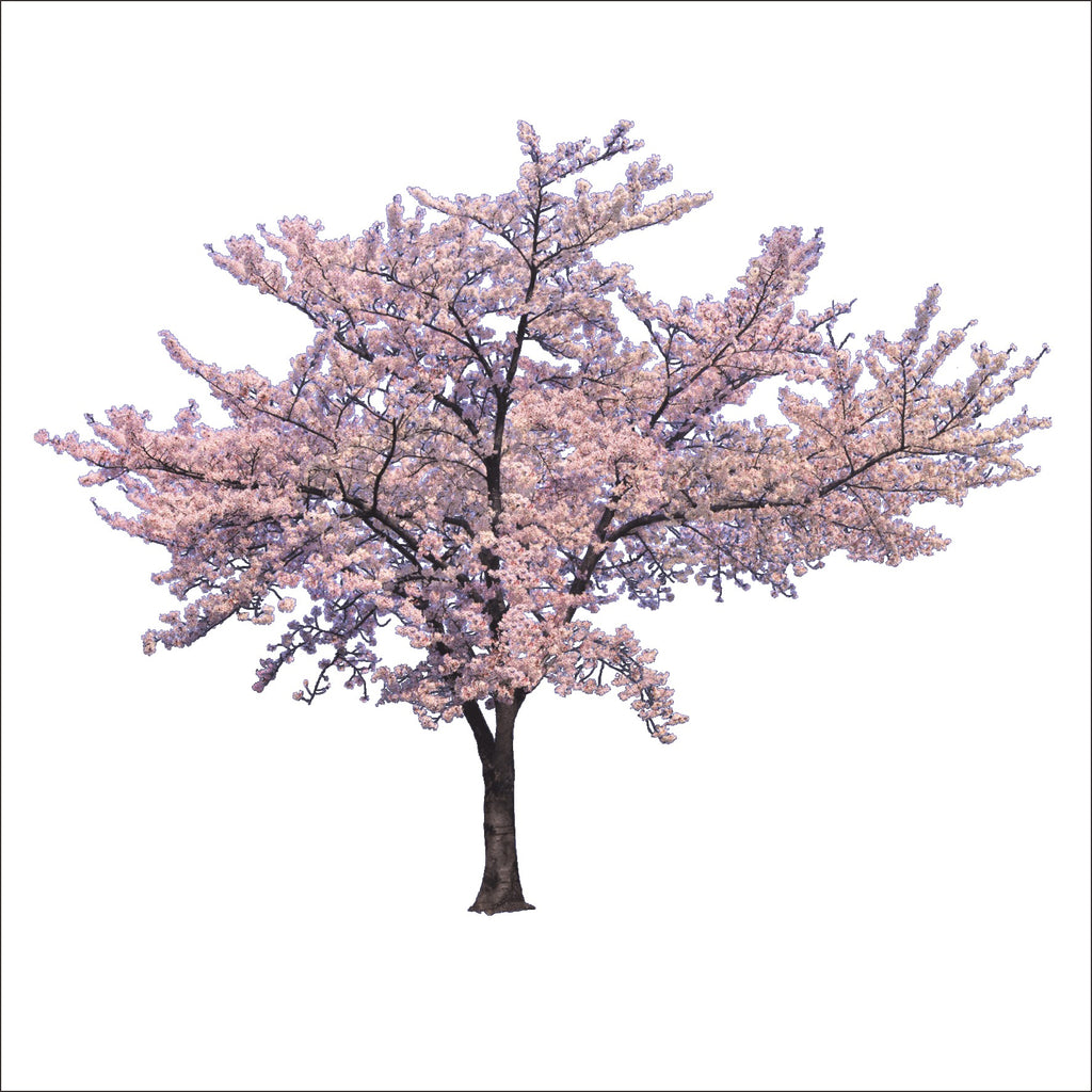 Room & Linen Mists -Cherry Blossom