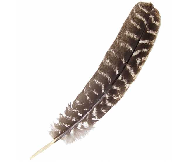 Smudging -Feather -Turkey