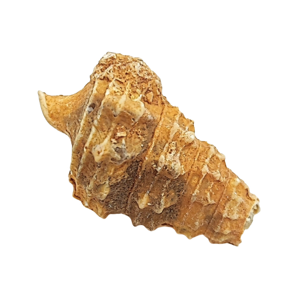 Stone -Gastropod Fossil -Cone -Rough Arômes & Évasions.