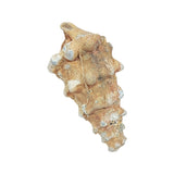 Stone -Gastropod Fossil -Spiky -Rough