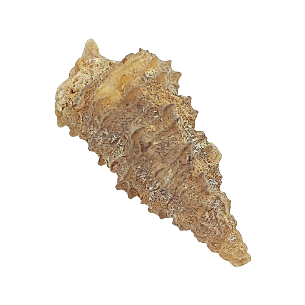 Stone -Gastropod Fossil -Spiky -Rough